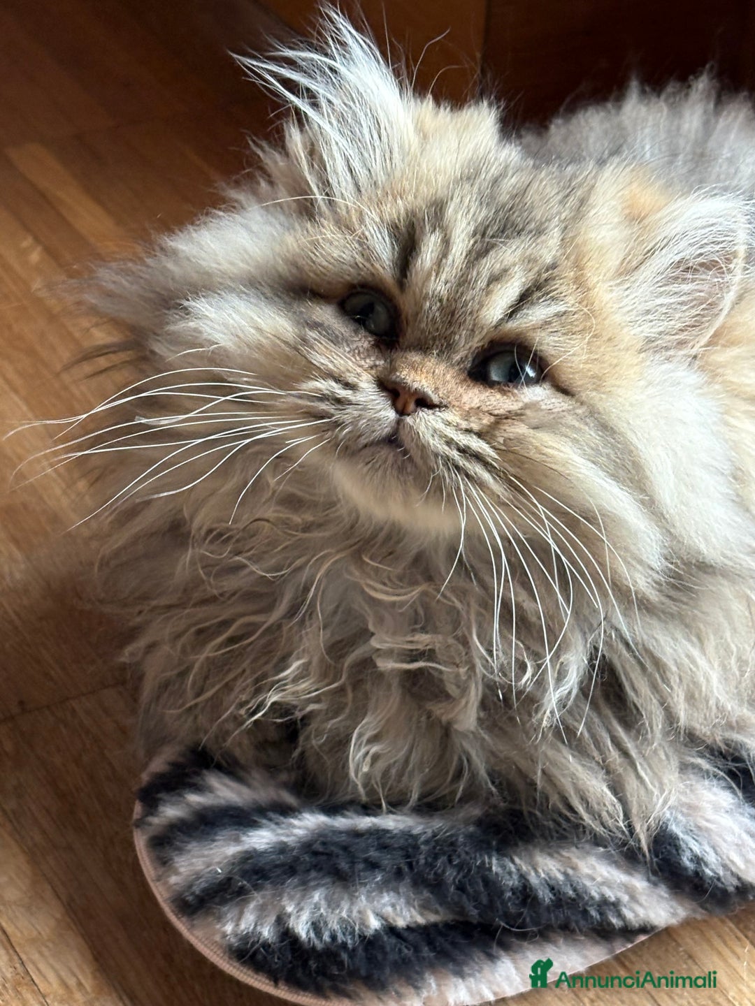 Persiano gatti in vendita: Maschietto persiano golden - Annuncio 2