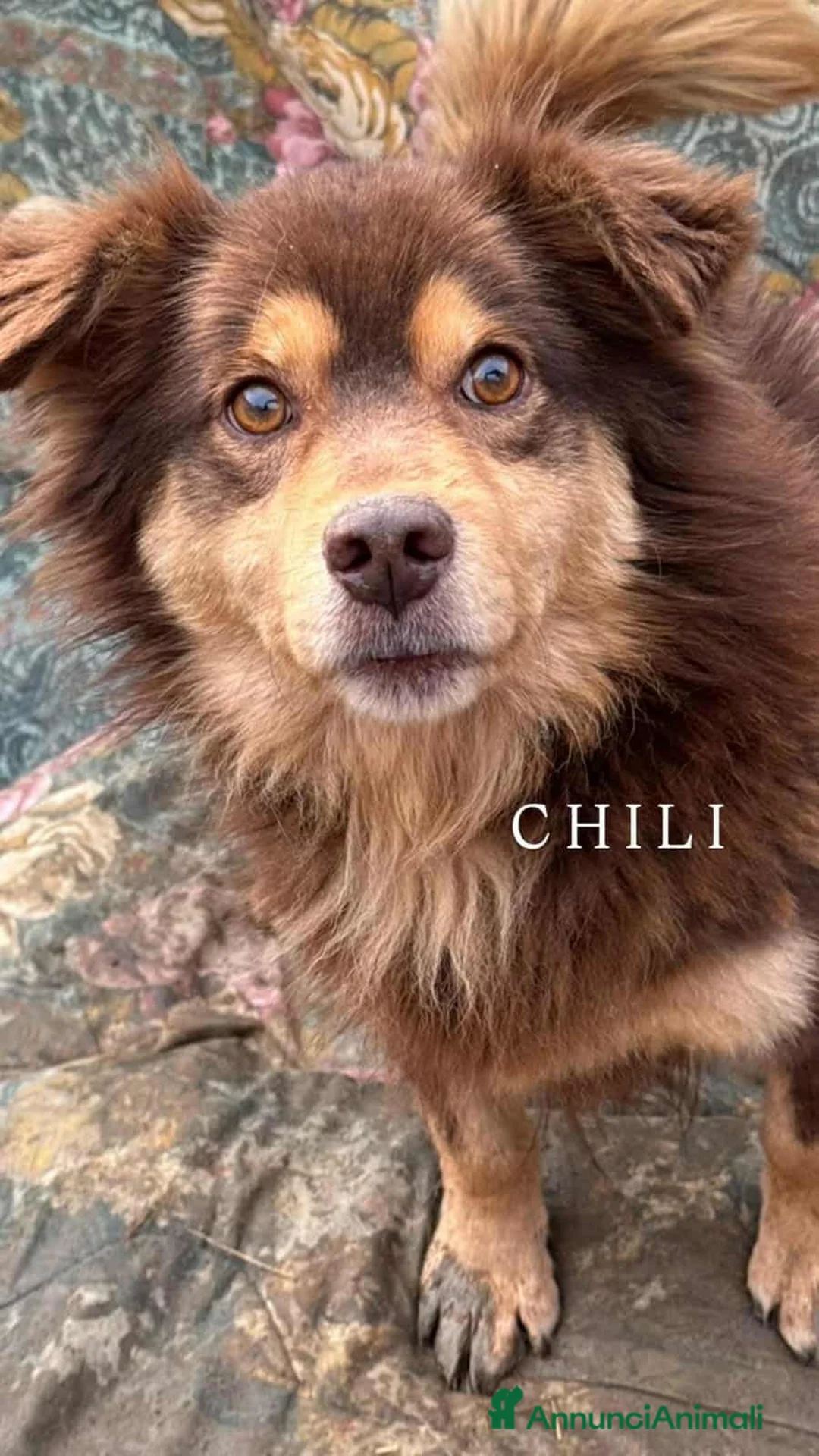 Meticcio cani in regalo: CHILI, pelosone TAGLIA PICCOLA! - Annuncio 4