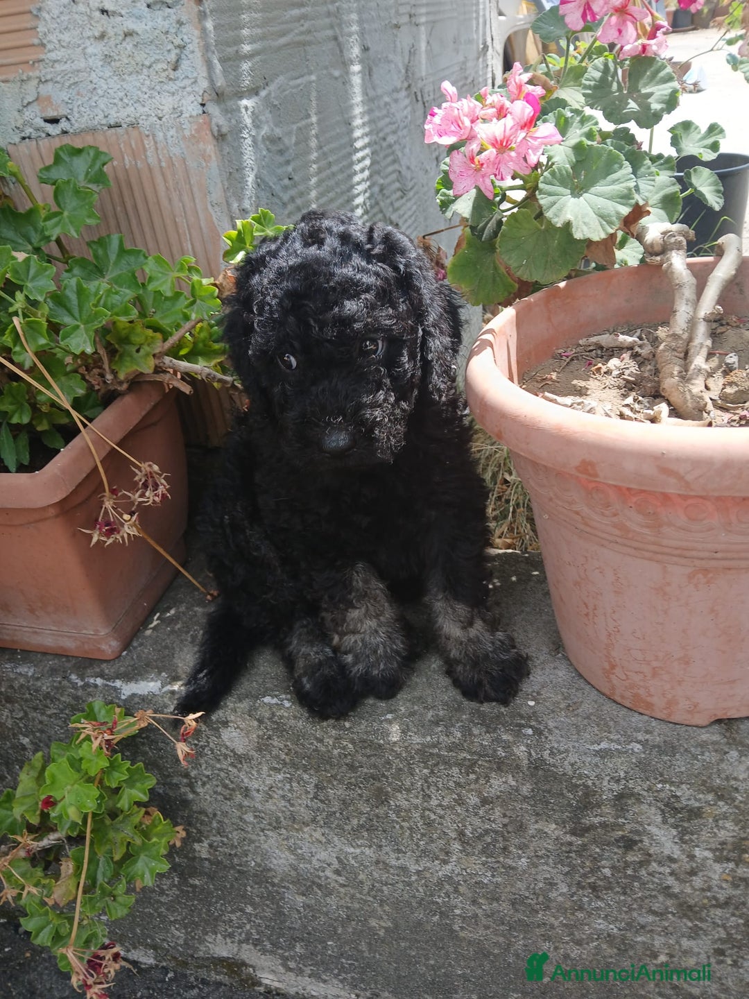 Barboncino cani in vendita: Barboncino Nano a Provincia di Avellino - Immagine 6
