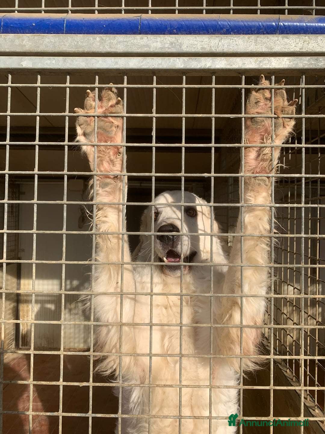 Pastore Maremmano cani in regalo: NICKY il gigante più buono!! - Annuncio 9