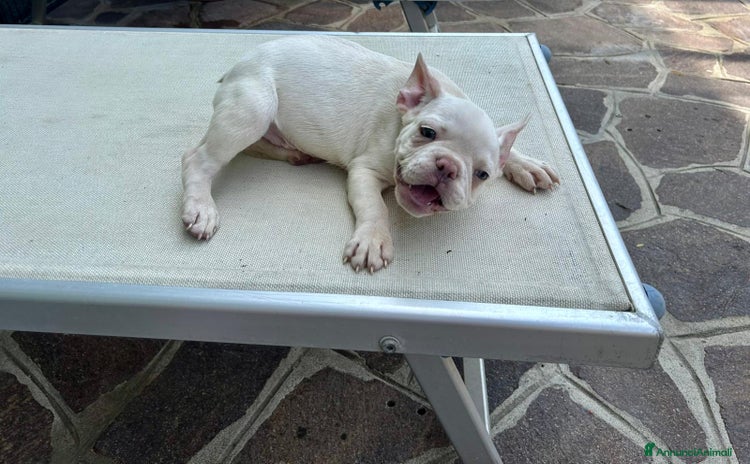 Bulldog Francese cani a Città metropolitana di Milano - Annuncio 9