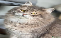 Siberiano gatti in vendita: Gattini siberiani con pedigree a Provincia di Brescia - Immagine 5