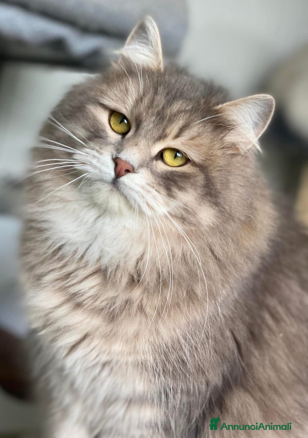 Siberiano gatti in vendita: Gattini siberiani con pedigree a Provincia di Brescia - Immagine 5