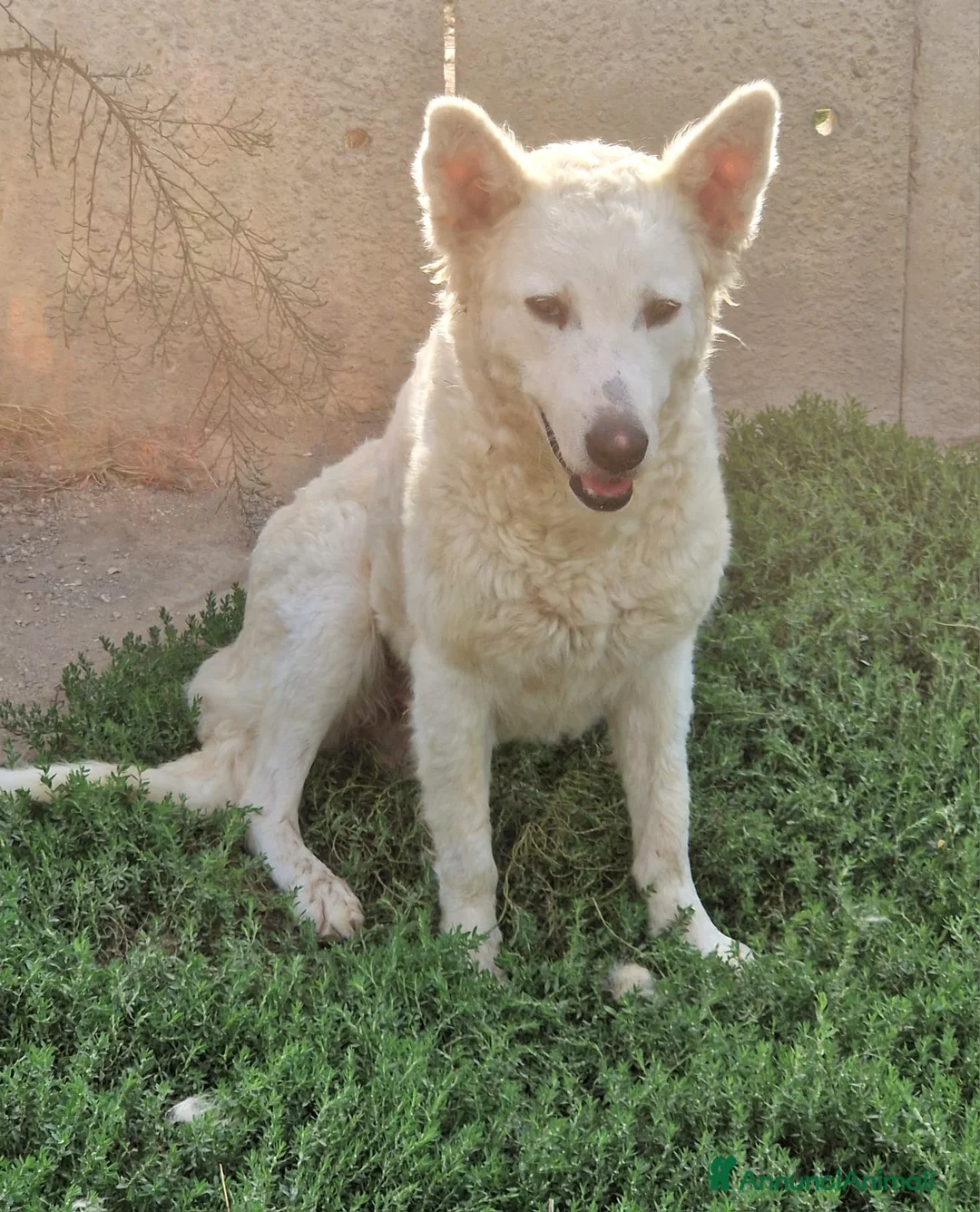 Meticcio cani in regalo: Claudia: 2 anni, taglia media, socievole  - Annuncio 4