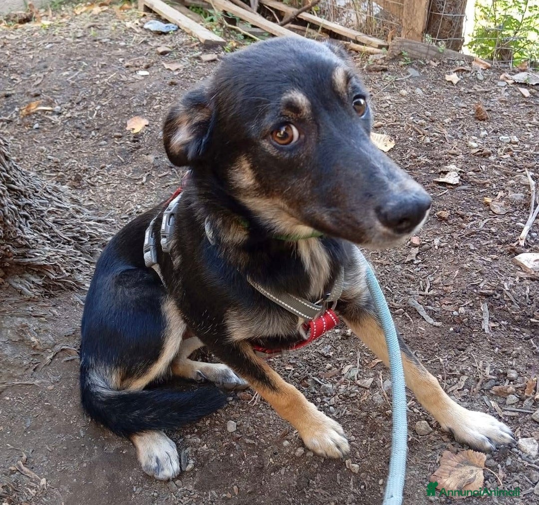 Meticcio cani in regalo: Salviamo Freddy dal canile cucciolo 5 di tg media - Annuncio 4