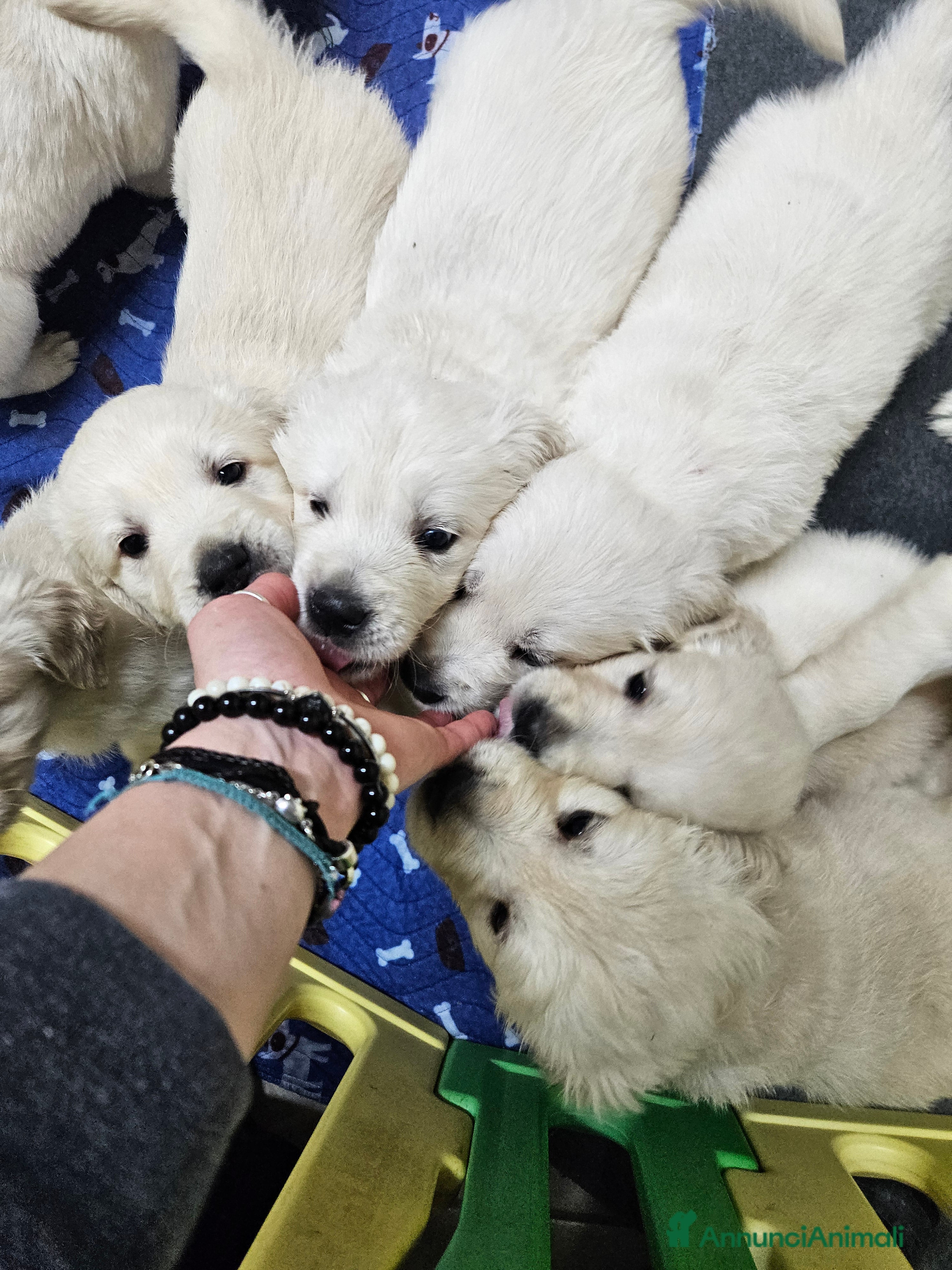 Golden Retriever cani Cuccioli Golden Retriever  - Annuncio 12