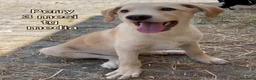 Meticcio cani in regalo: TROPPI CUCCIOLI SOLI IN RIFUGIO  a Provincia di Verona - Annuncio 8