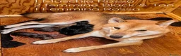 Shiba Inu cani in vendita: Shiba inu a Libero consorzio comunale di Ragusa - Annuncio 2