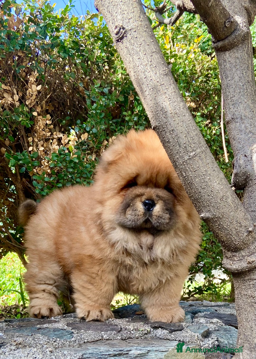 Chow Chow cani in vendita: Chow Chow Cucciole femmine nero e rosso  - Annuncio 19