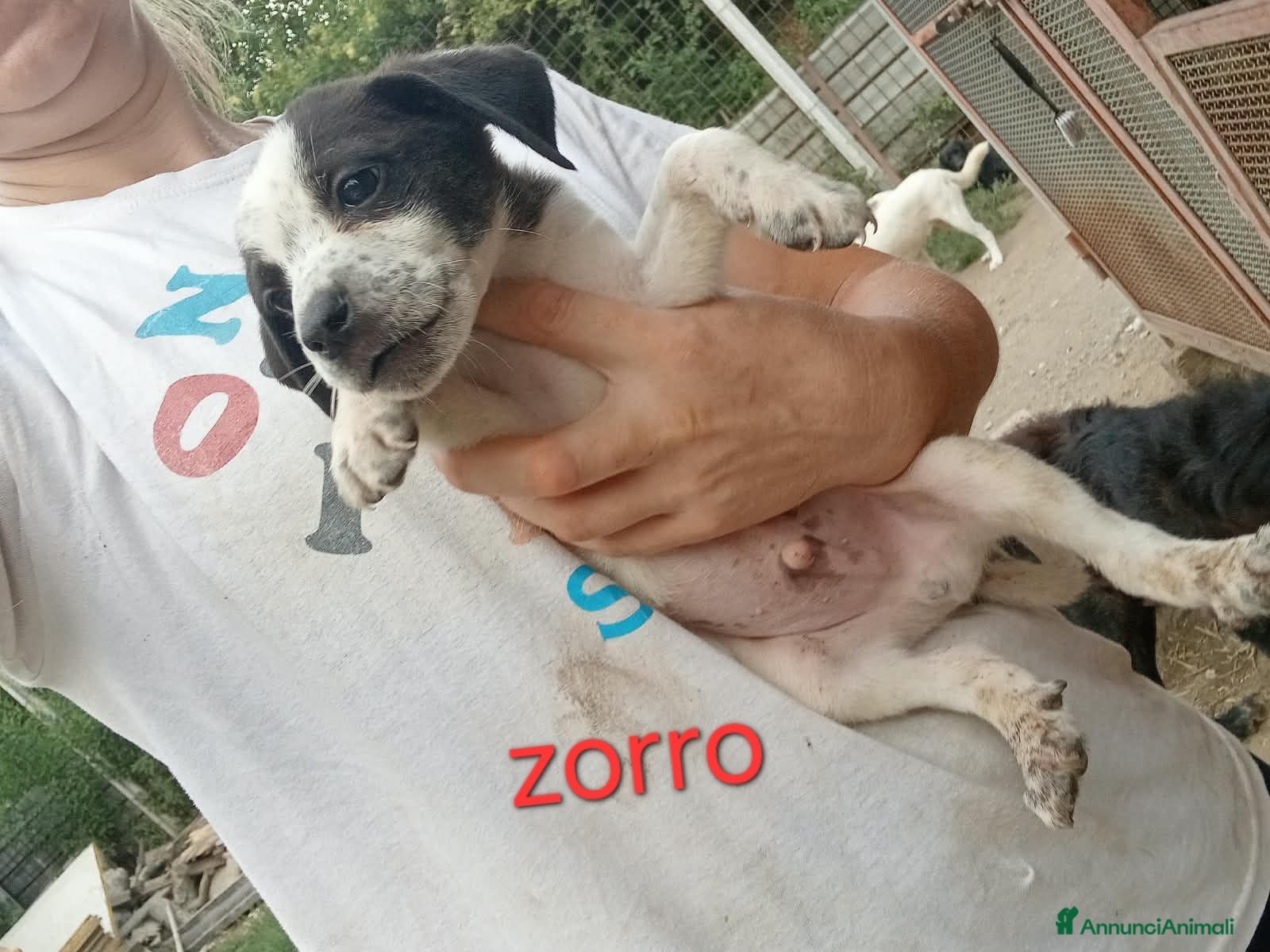 Meticcio cani Cuccioli di taglia media piccola  - Annuncio 6