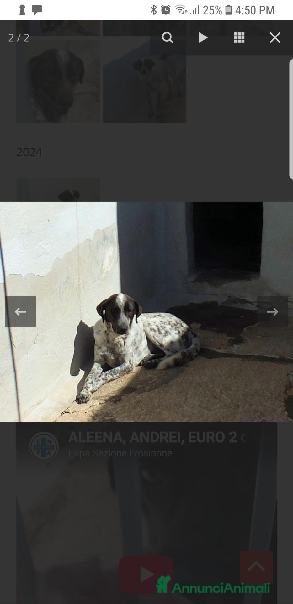 Meticcio cani ADOZIONE DEL CUORE: EURO, 9 ANNI - Annuncio 26