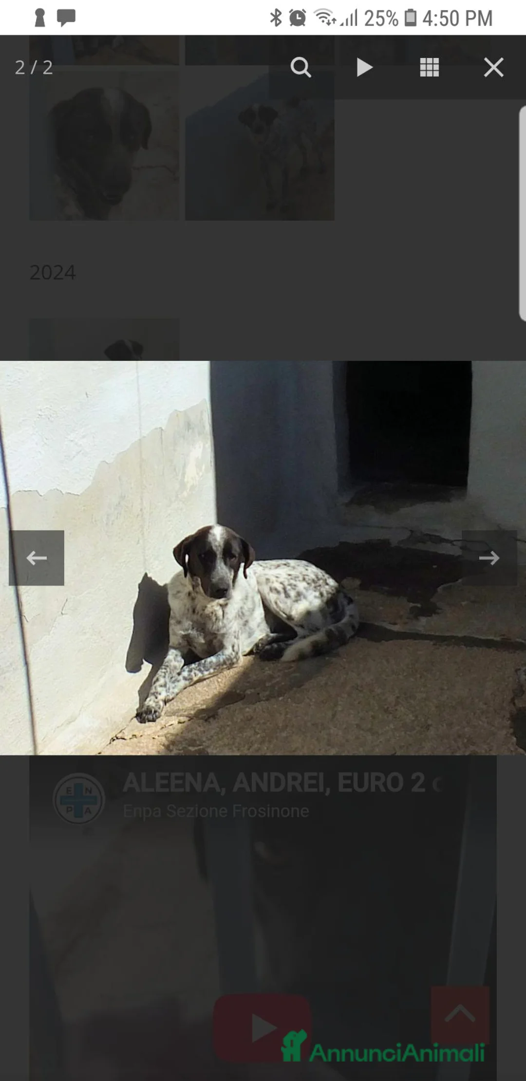 Meticcio cani in regalo: ADOZIONE DEL CUORE: EURO, 9 ANNI - Annuncio 1