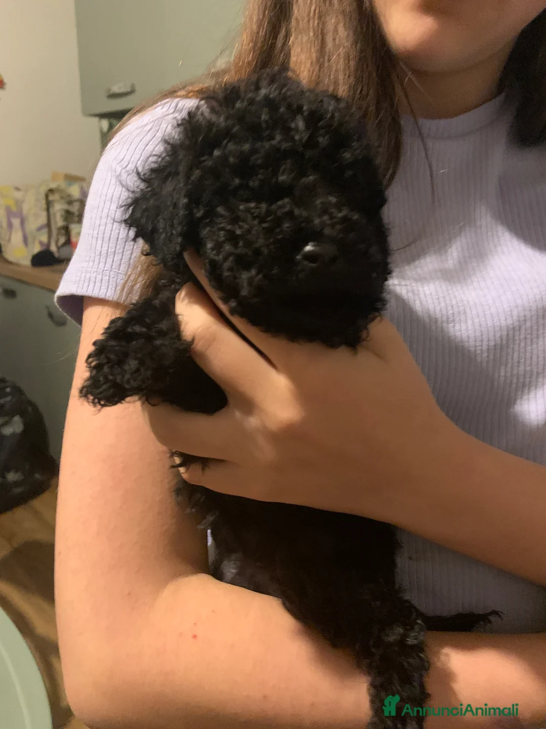 Barboncino cani in vendita: Cucciolo barboncino nero! - Annuncio 1