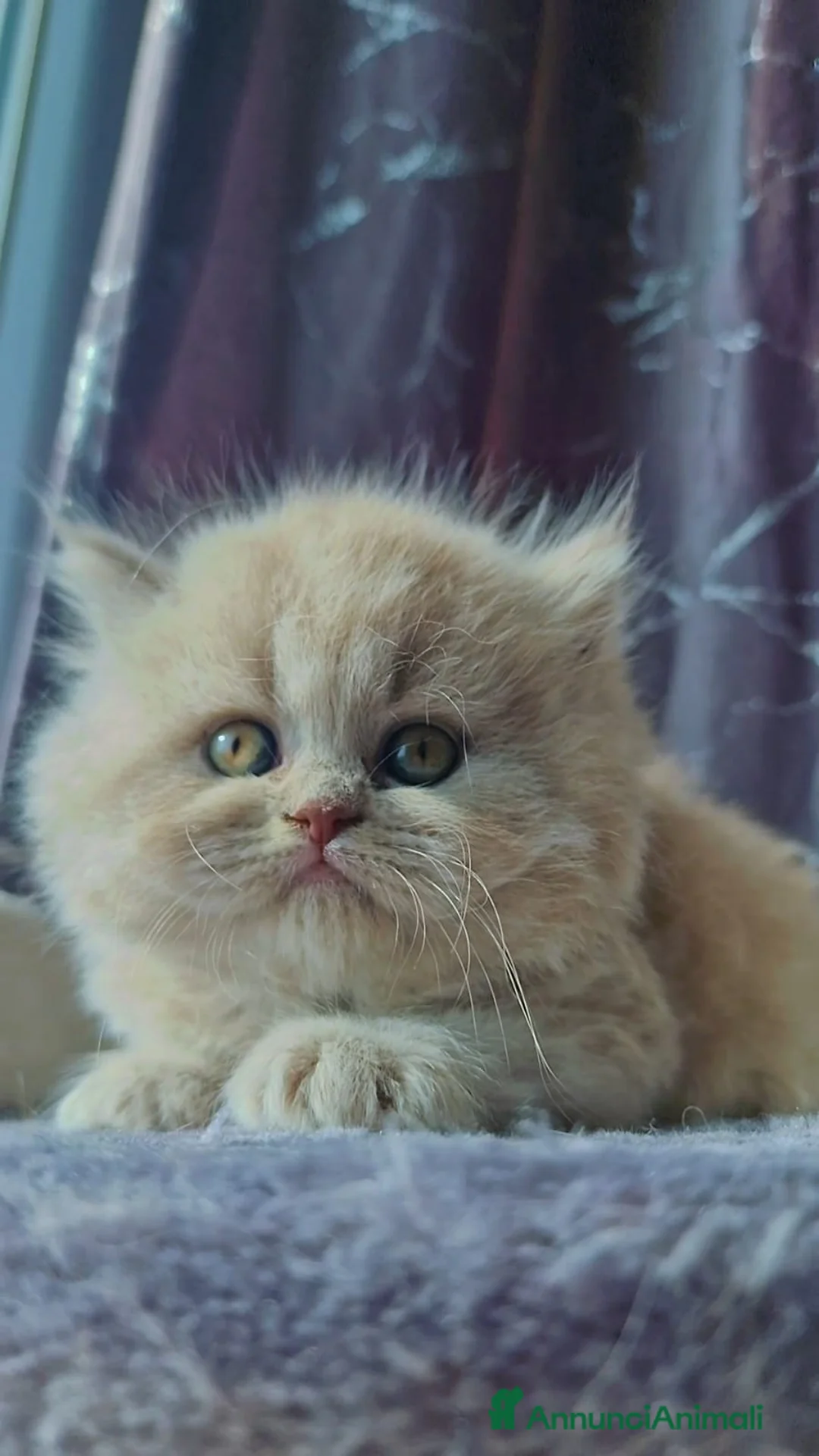 Scottish gatti in vendita: Scottish Fold e Straight  - Annuncio 1