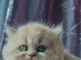 Scottish gatti Scottish Fold e Straight - Annuncio 1