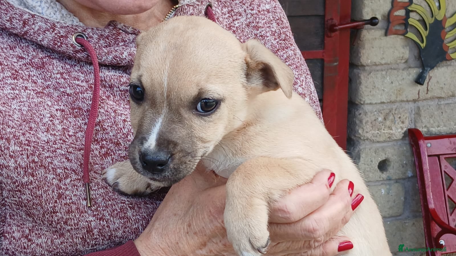 Meticcio cani IL DOLCE RIO STA ASPETTANDO UNA CASA E TANTO AMORE - Annuncio 27