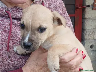 Meticcio cani IL DOLCE RIO STA ASPETTANDO UNA CASA E TANTO AMORE - Annuncio 27