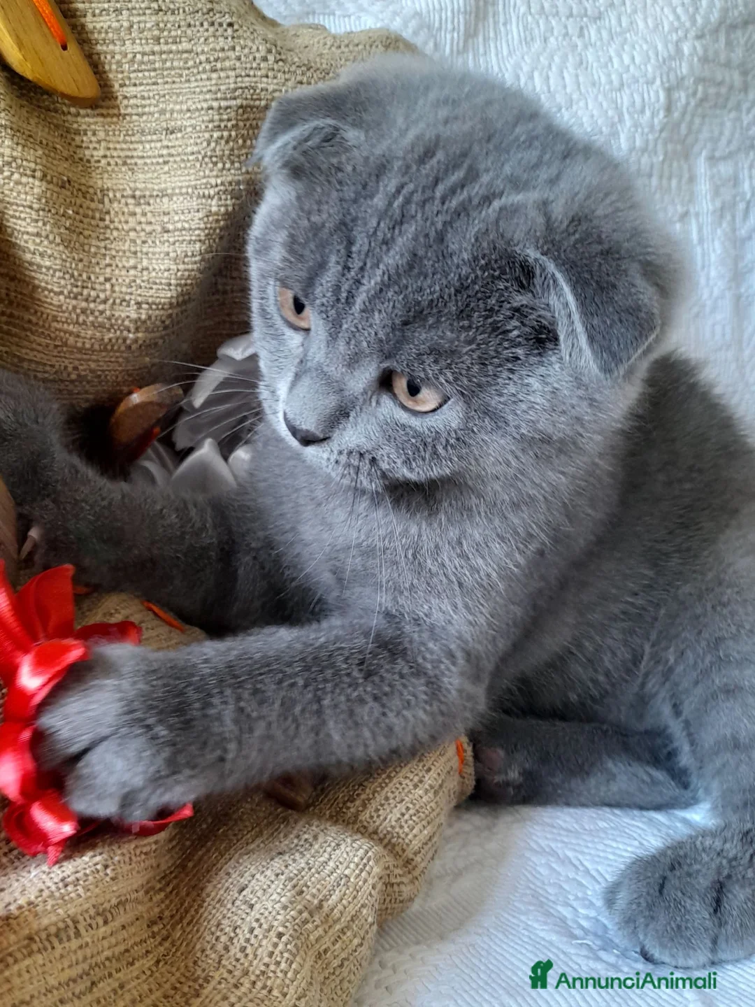 Scottish gatti in vendita: Cucciolo Scottish fold.  - Annuncio 2