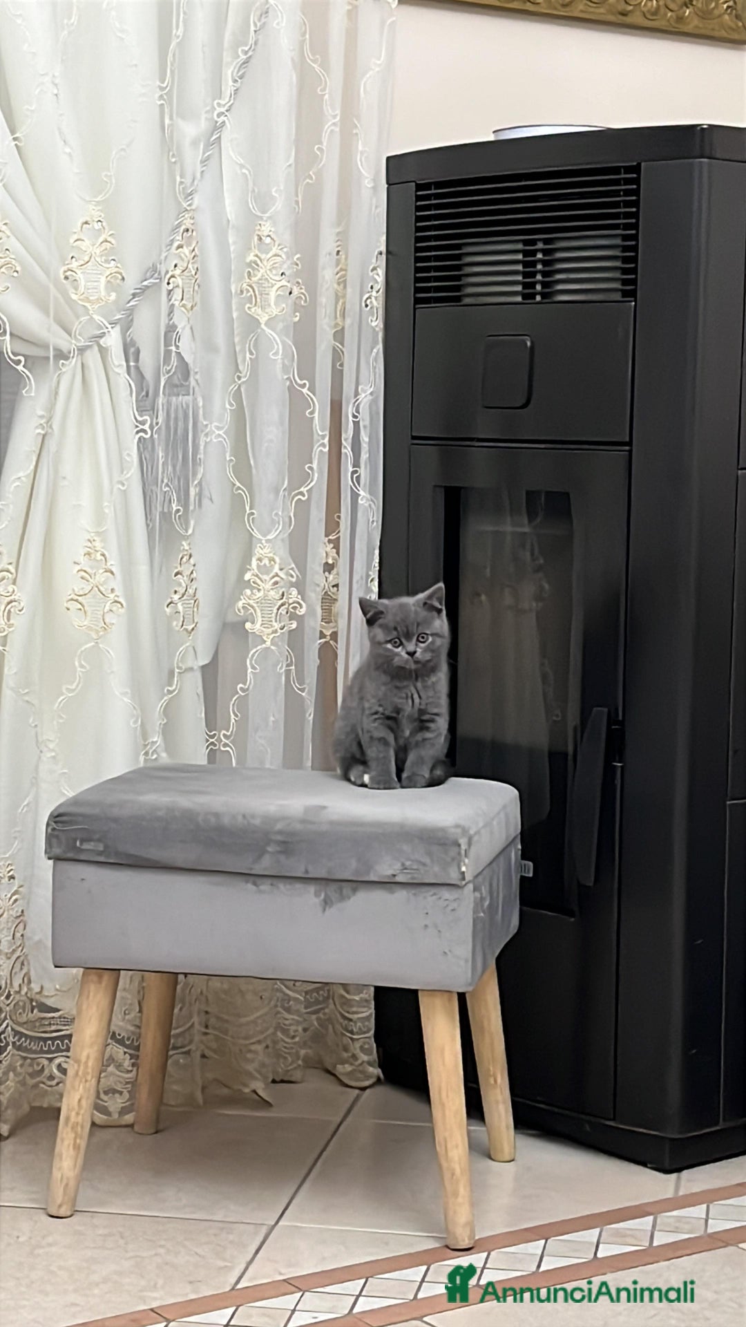 Scottish gatti in vendita: Schottich Straight  - Annuncio 1