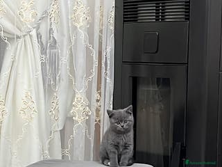 Scottish gatti in vendita: Schottich Straight - Annuncio 2