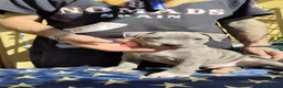 Pitbull cani in vendita: American Pitbull Terrier con pedigree - Annuncio 4