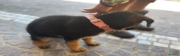 Pastore Tedesco cani in vendita: Cuccioli da esposizione  - Annuncio 6