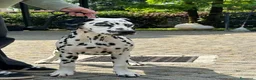 Dalmata cani in vendita: Dalmata cucciolo con pedigree - Annuncio 5