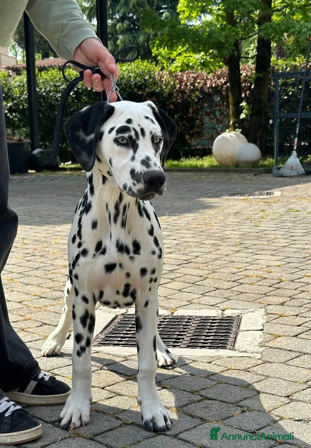 Dalmata cani in vendita: Dalmata cucciolo con pedigree - Annuncio 5