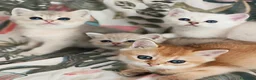 Scottish gatti in vendita: Gattini scottish straight a pelo corto - Annuncio 2