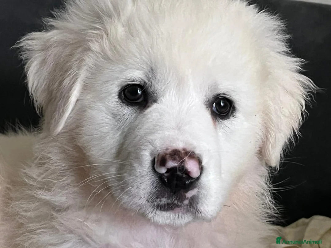 Meticcio cani in regalo: Cucciolo simil maremmano  a Provincia di Verona - Annuncio 6