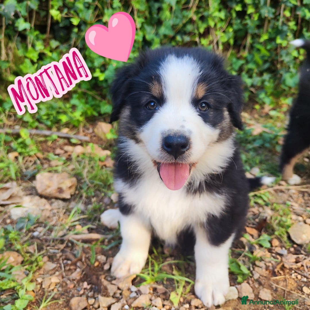 Australian Shepherd cani in vendita: Disponibili cuccioli australian shepherd a Provincia di Savona - Immagine 6