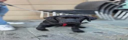 Labrador cani in vendita: CUCCIOLO LABRADOR NERO - Annuncio 4