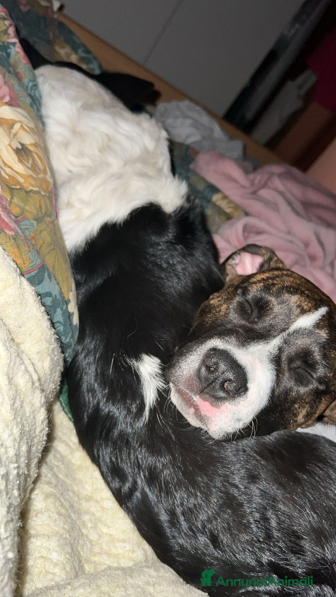 American Staffordshire cani in regalo: Regalo cucciolo - Annuncio 6