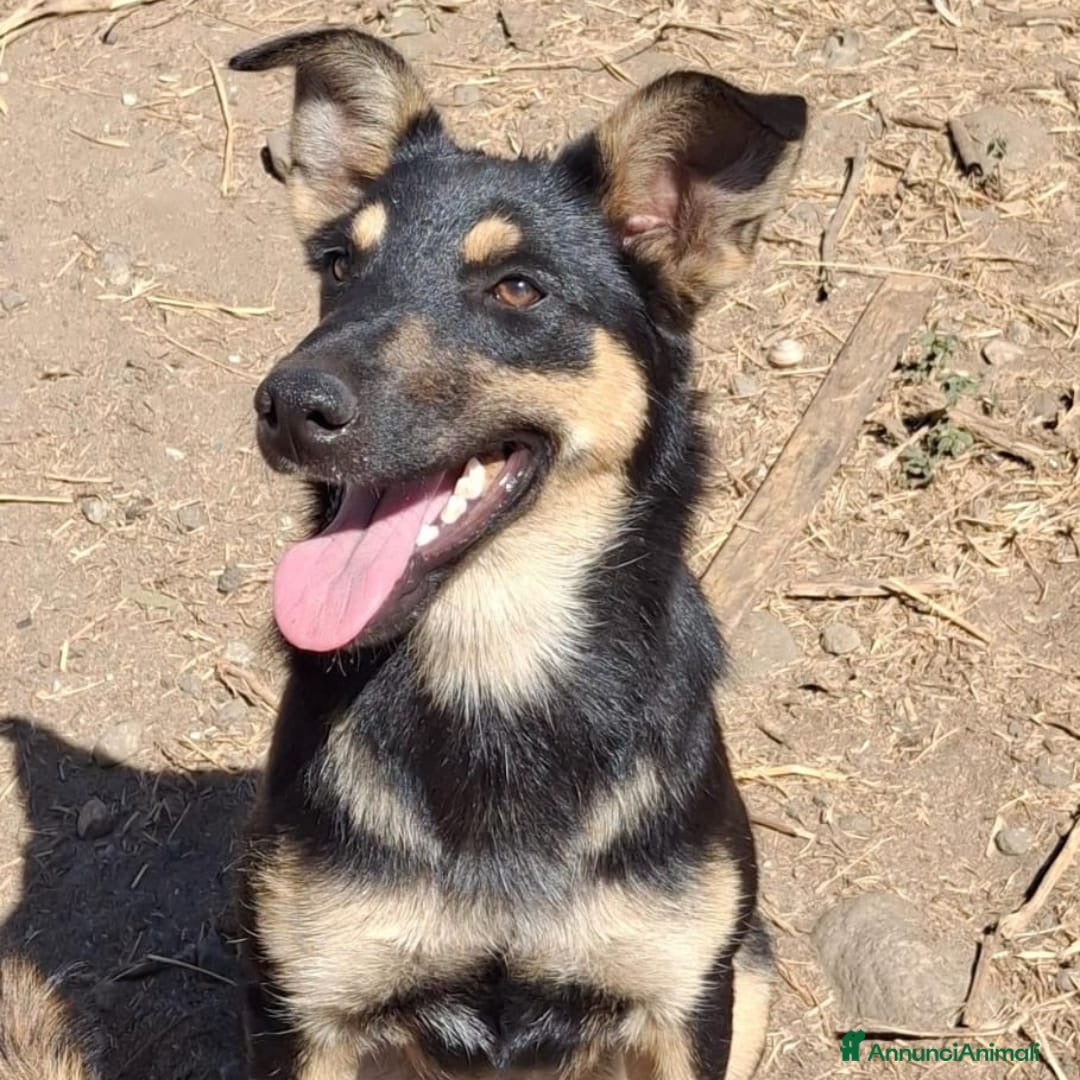 Meticcio cani in regalo: ADA 🩷 -cucciola stupenda e dolce, adora l’acqua🤣 - Annuncio 5