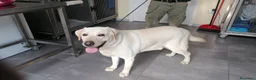 Labrador cani in regalo: Labrador cuccioli in canile - Annuncio 2
