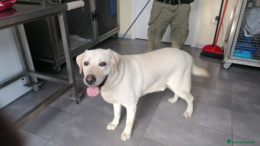 Labrador cani in regalo: Labrador cuccioli in canile - Annuncio 2