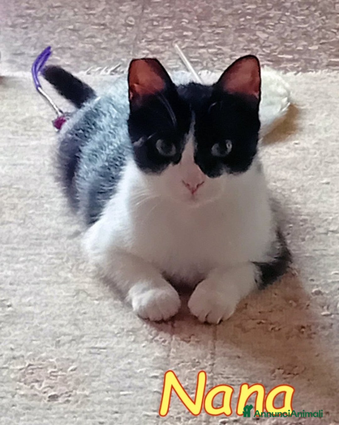 Europeo gatti in regalo: Micia 10mesi dolcissima aspetta 1adozione.ROMA a Città metropolitana di Milano - Annuncio 3
