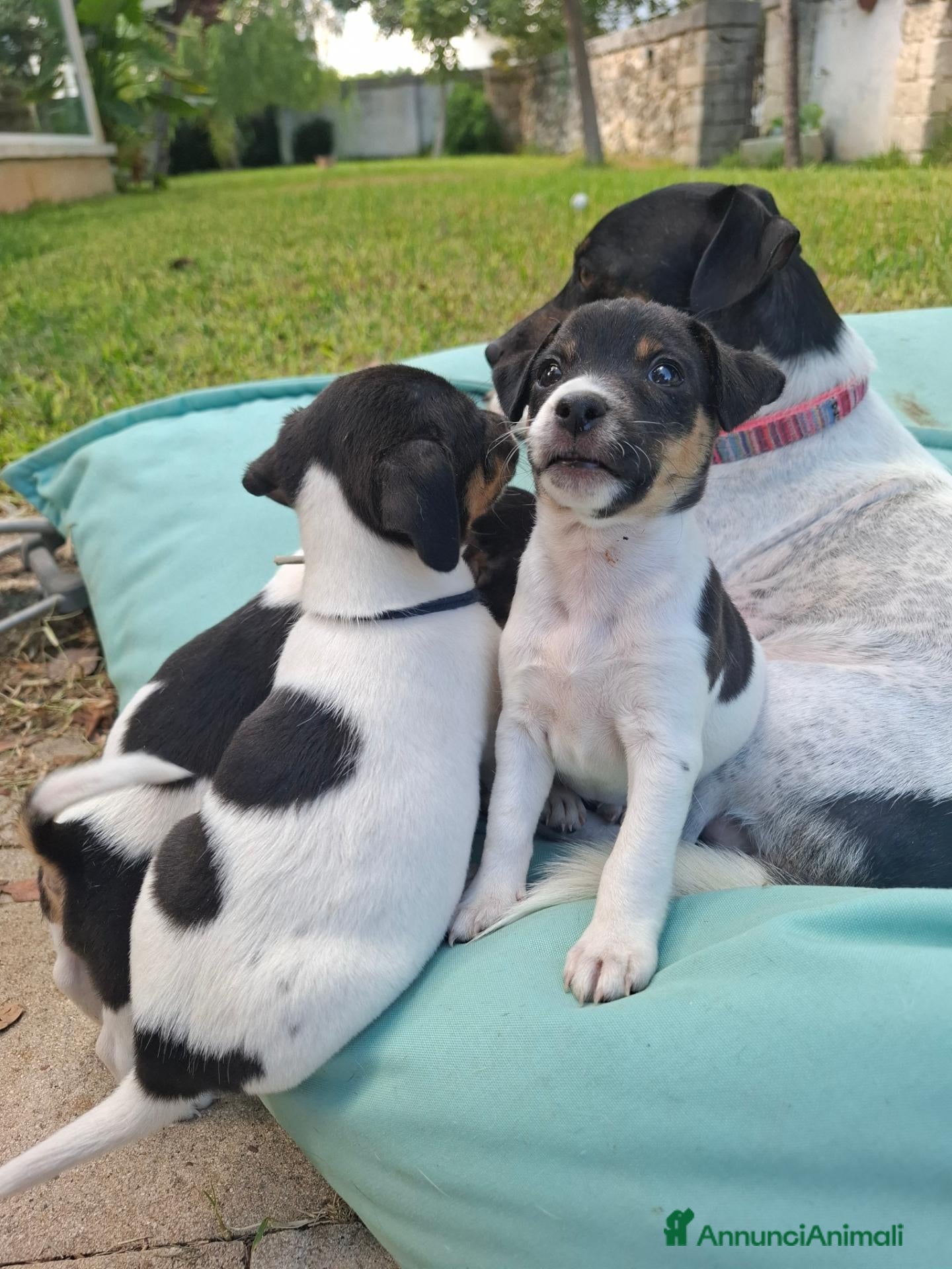 Jack Russell cani Cuccioli di jack russel  - Annuncio 4