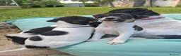 Jack Russell cani in vendita: Cuccioli di jack russel  a Provincia di Lecce - Annuncio 1