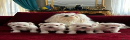 Maltese cani in vendita: 4 Principini bianchi Maltesi - Annuncio 3