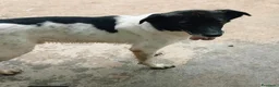 Meticcio cani in regalo: BELLISSIMO RUPIN - Annuncio 4