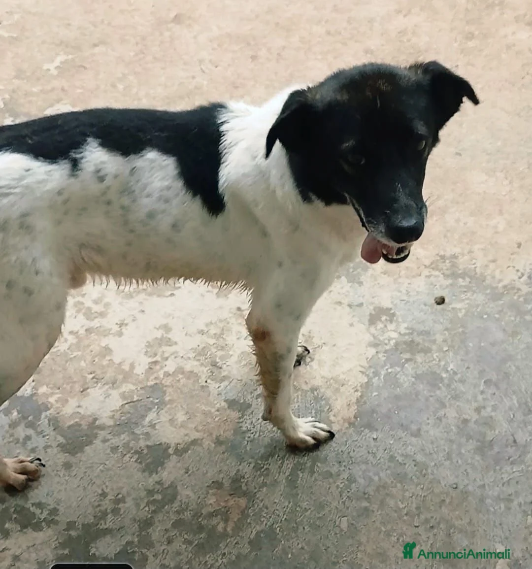 Meticcio cani in regalo: BELLISSIMO RUPIN - Annuncio 4