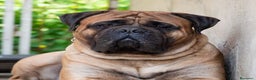 Bullmastiff cani per accoppiamento: Stallone disponibile - Annuncio 4