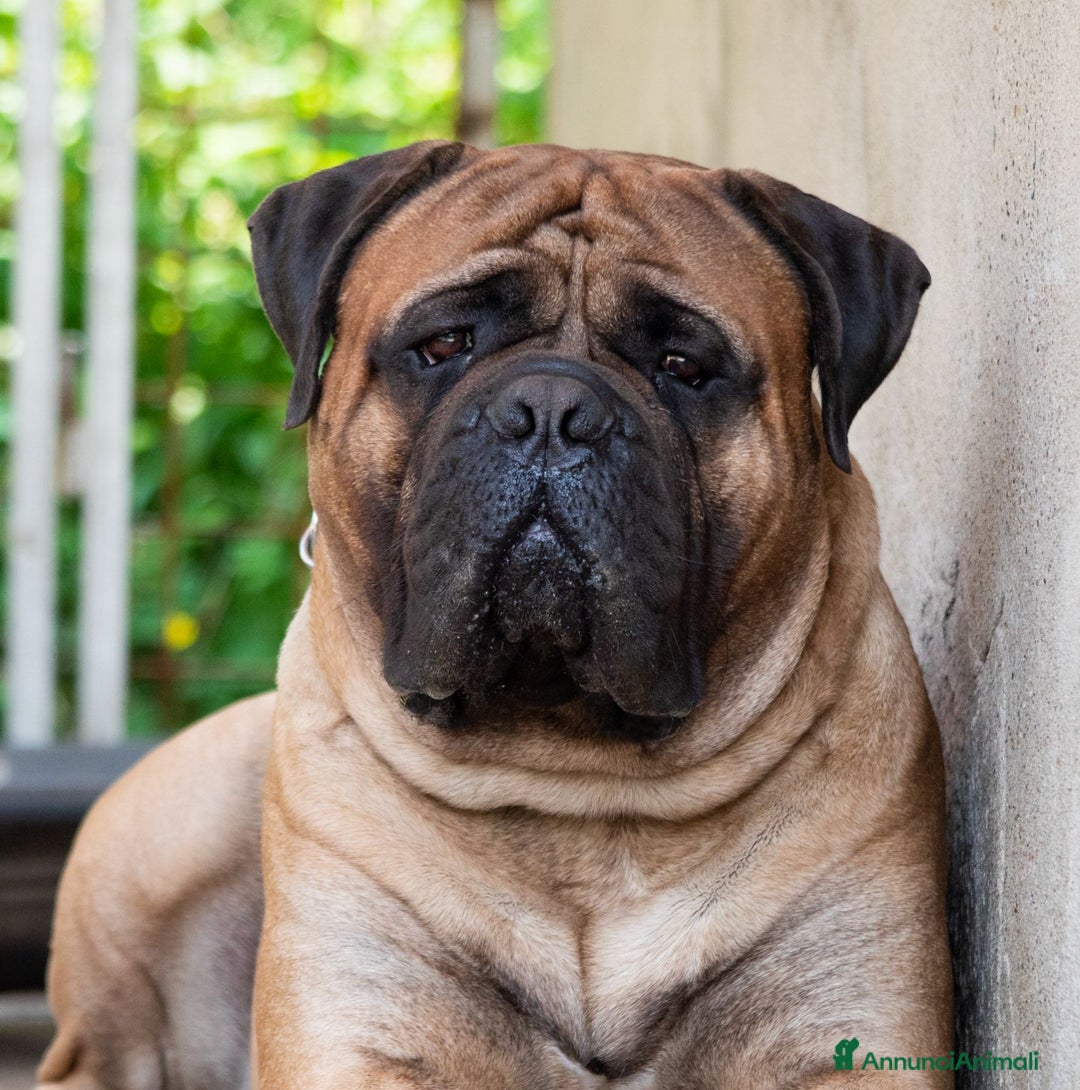 Bullmastiff cani per accoppiamento: Stallone disponibile - Annuncio 4