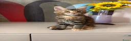 Maine Coon gatti in vendita: Bellissima cucciola Maine coon  - Annuncio 8