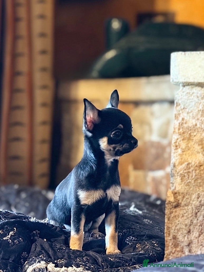 Chihuahua cani Cucciolo di chihuahua maschio a pelo corto - Annuncio 2