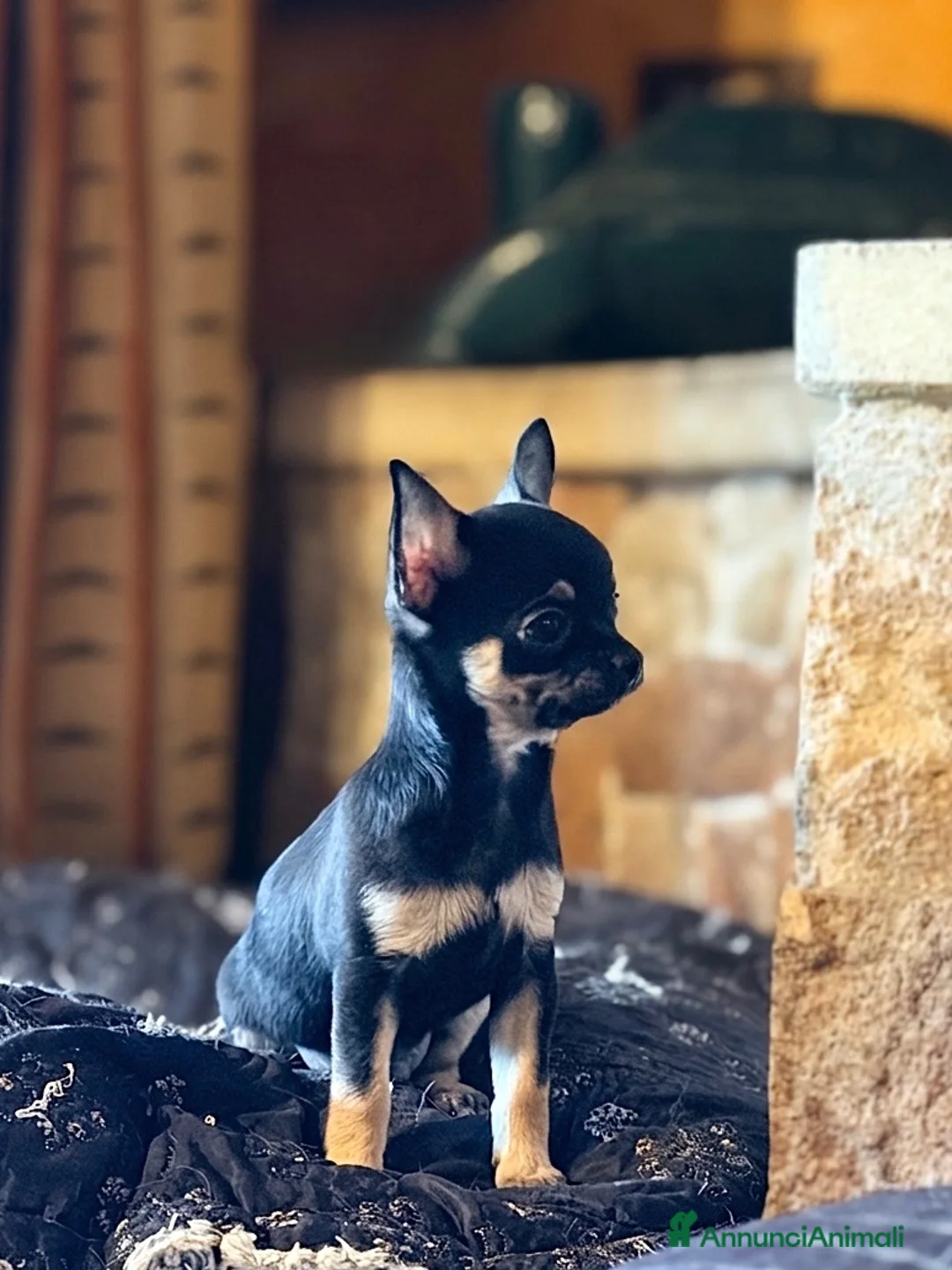 Chihuahua cani in vendita: Cucciolo di chihuahua maschio a pelo corto - Annuncio 1