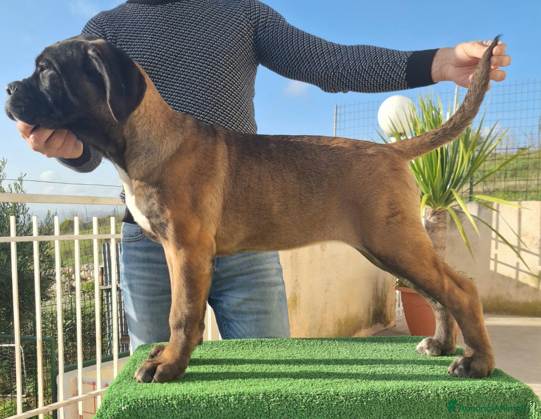 Cane Corso cani in vendita: Cucciole Cane Corso Pedigree - Annuncio 11