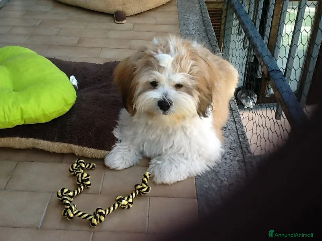 Immagine della galleria {{count}}