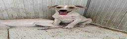 Meticcio cani in regalo: Harry  a Provincia di Barletta-Andria-Trani - Annuncio 2